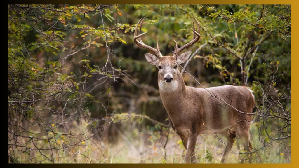 zombie deer disease